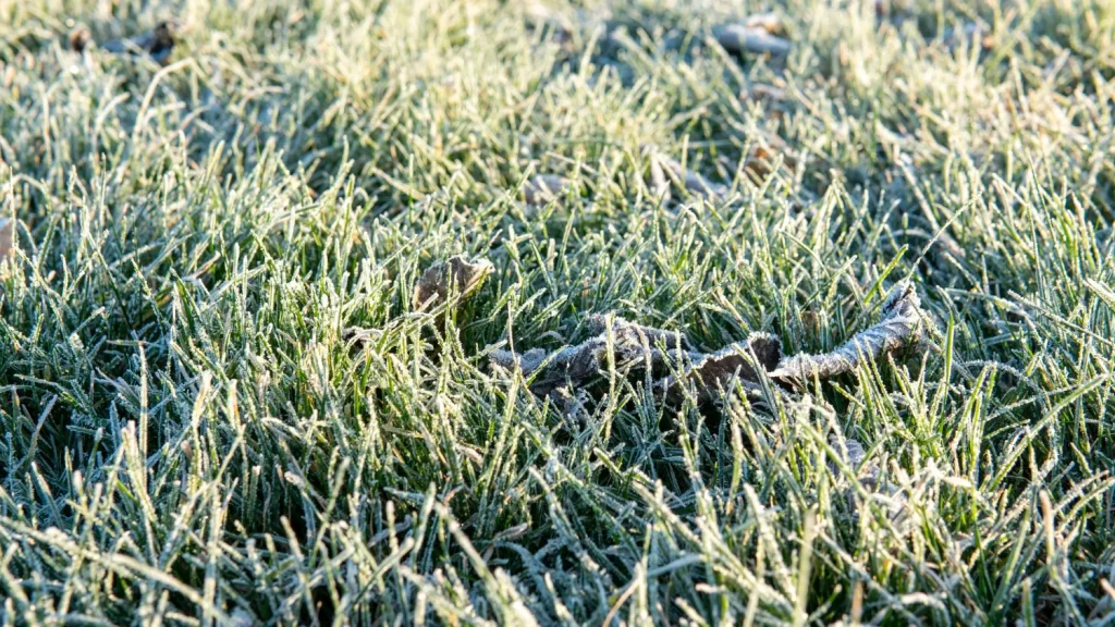 vorst op gras